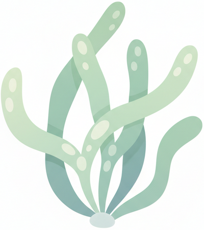Organic Bladderwrack