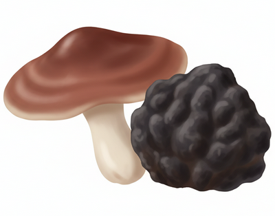 Reishi + Chaga